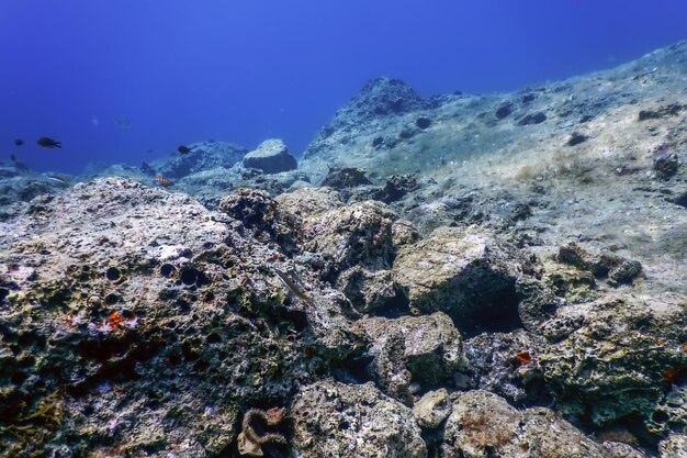 La vita marina sottomarina Rocce Luce solare Vita sottomarina