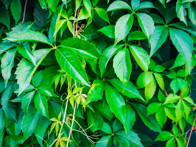 La vite verde lascia la trama di foglie di edera verde sullo sfondo della parete. piante di struttura della natura