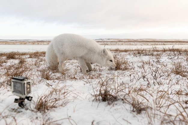 La volpe artica Vulpes Lagopus in inverno nella tundra siberiana e la telecamera d'azione