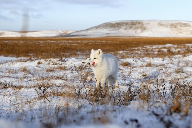 La volpe artica Vulpes Lagopus in inverno nella tundra siberiana