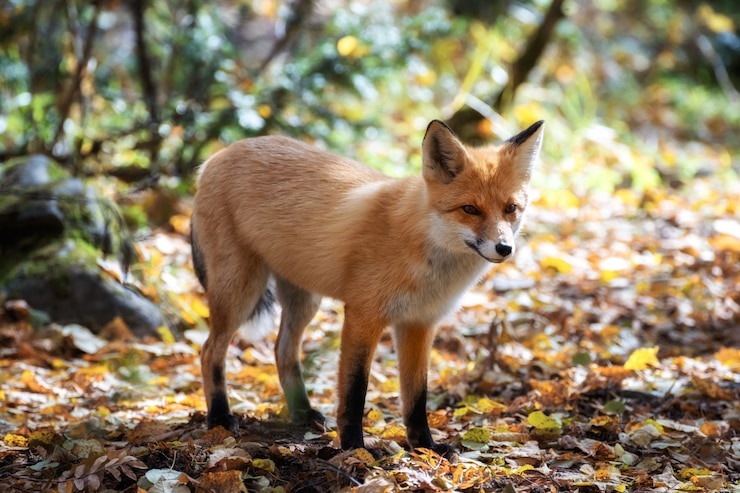Foto la volpe cauta si fermò ai margini del bosco tra le foglie d'autunno.