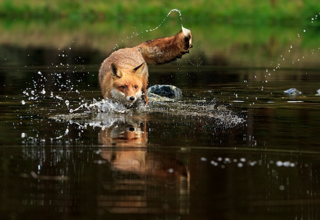La volpe rossa che salta nell'acqua fredda
