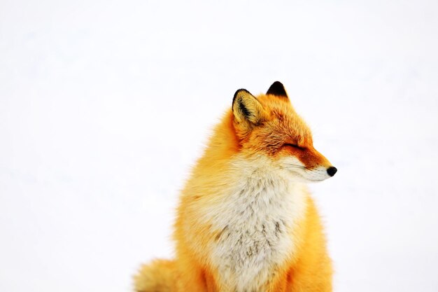 La volpe rossa di Hokkaido durante l'inverno