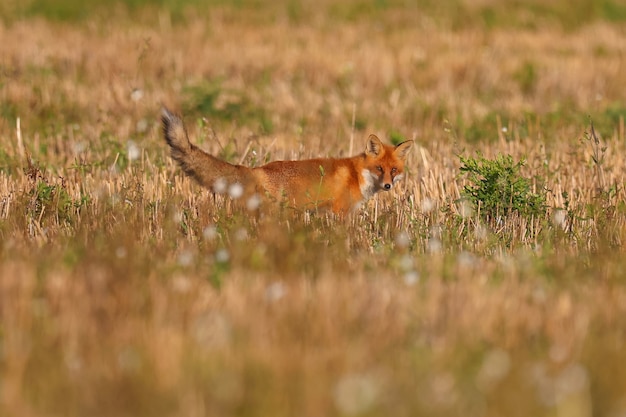 La volpe selvatica caccia i topi nel campo