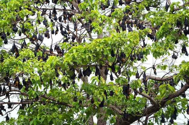 La volpe volante di Lyle è appesa all'albero.