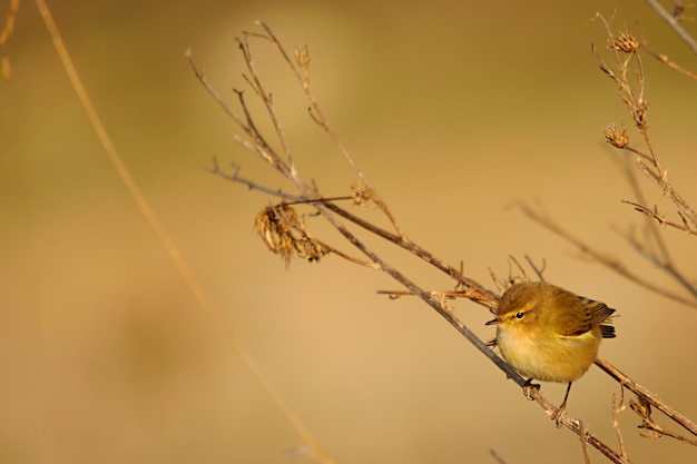 La zanzara papialbo è una specie di uccello passeriforme della famiglia dei phylloscopidae