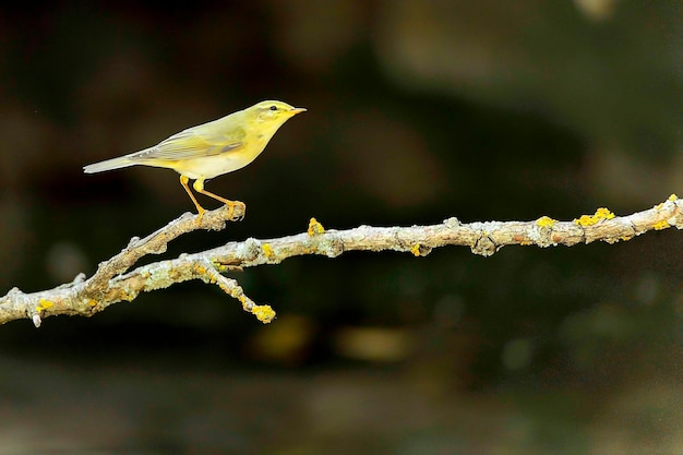 La zanzariera comune è una specie di passeriforme della famiglia dei phylloscopidae