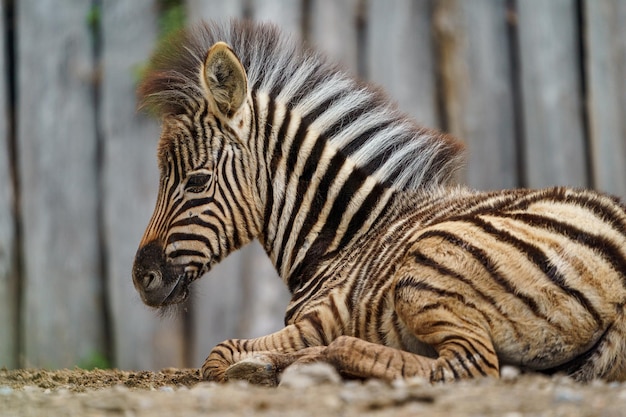 La zebra di Burchell