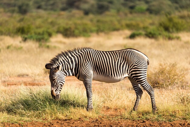 La Zebra Grevy sta pascolando in campagna