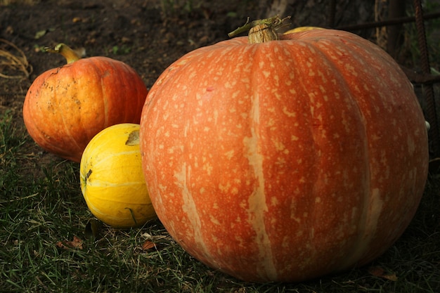 La zucca brillante matura si trova sull'erba verde dopo il raccolto.