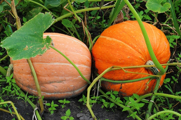 La zucca di verdure arancioni matura nel giardino.