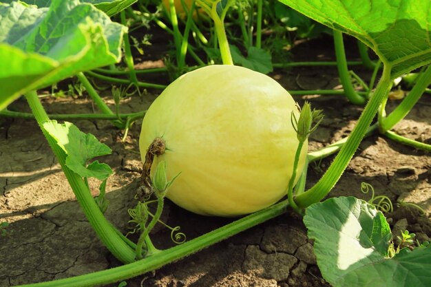 la zucca gialla cresce su un letto in un giardino di verdure