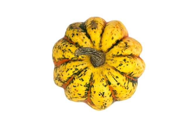 la zucca ornamentale decorativa gialla naturale