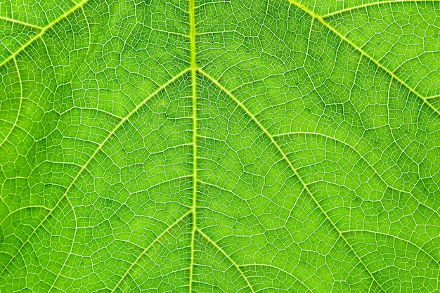 La zucca verde lascia la struttura