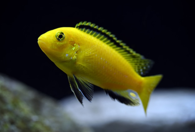 Labidochromis caeruleus