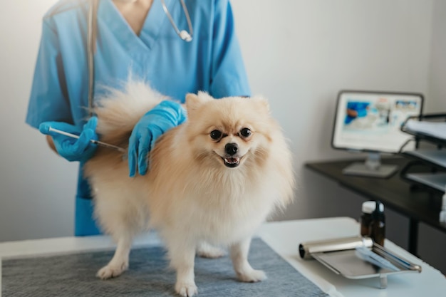 Laboratori veterinari Cani da iniezione