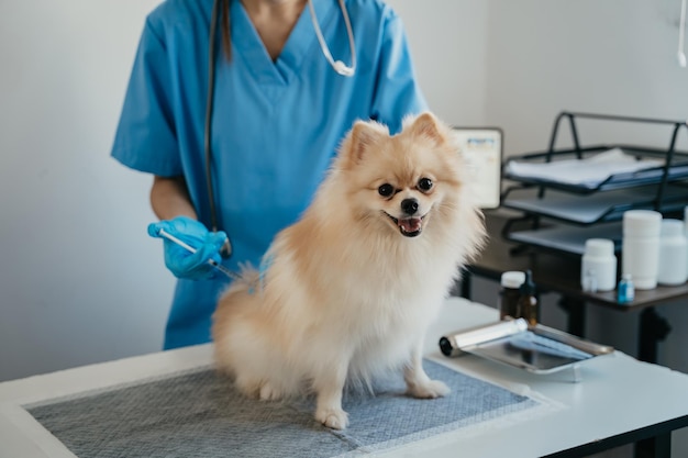 Laboratori veterinari Cani da iniezione