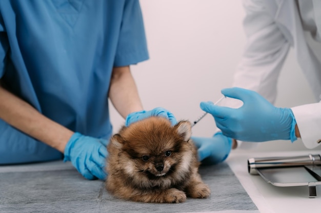 Laboratori veterinari Cani da iniezione