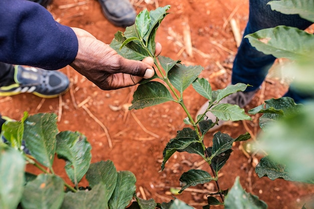 Laboratorio di prova di collezioni di foglie di caffè in Kenya Paesaggio Agricoltura Agricoltura Agribusiness