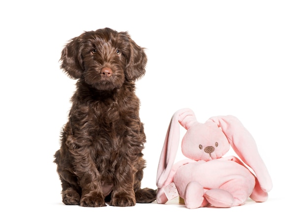 Labradoodle australiano e giocattolo, 2 mesi di età, seduto di fronte a uno sfondo bianco