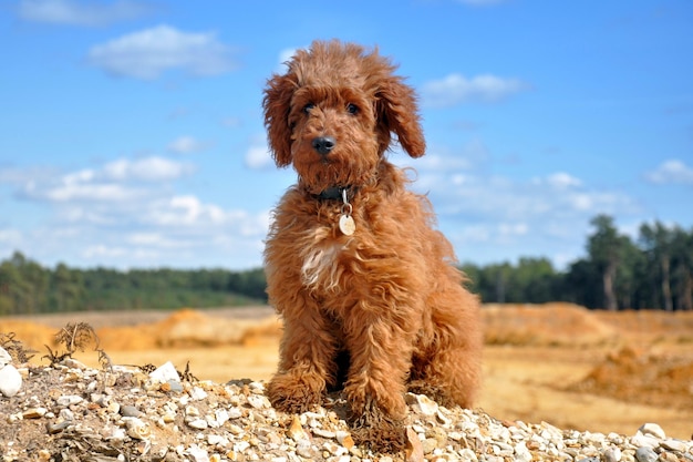 Labradoodle seduto sul campo contro il cielo
