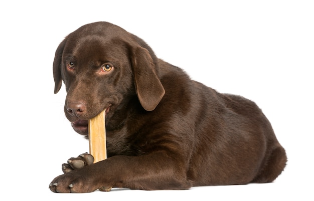 Labrador al cioccolato che giace e mastica un osso di cane,