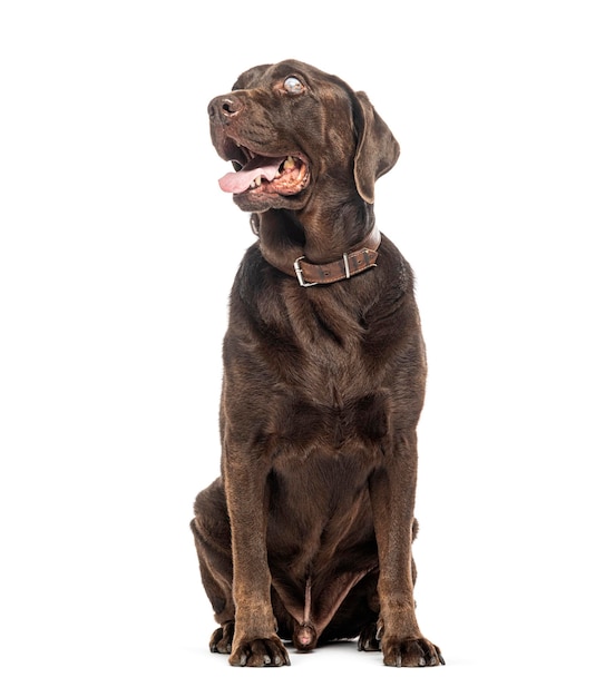 Labrador cioccolato cieco seduto indossando un collare da cane isolato sul bianco