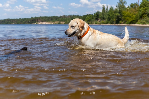 Labrador con anello di gomma Bellissimo Labrador seduto nel fiume con anello di gomma al collo