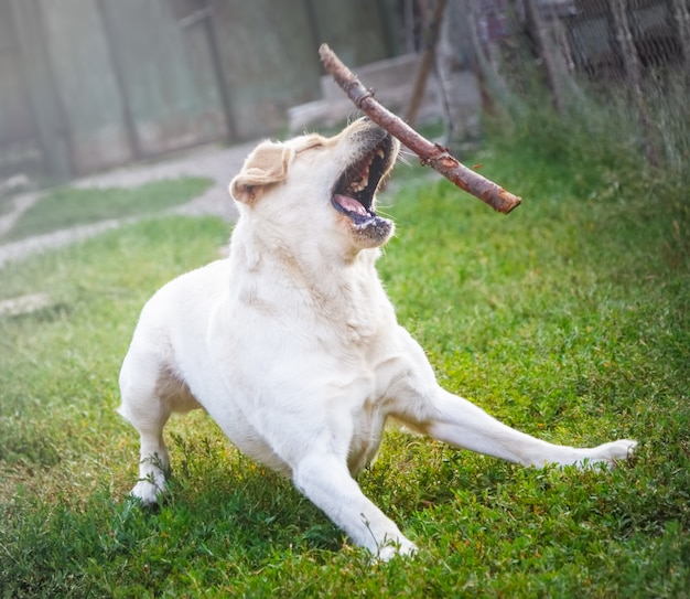 Labrador di razza tenta di catturare un bastone volante