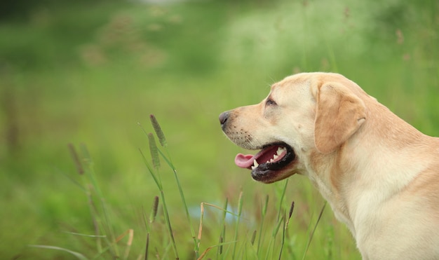 Labrador dorato che cammina in primavera parco