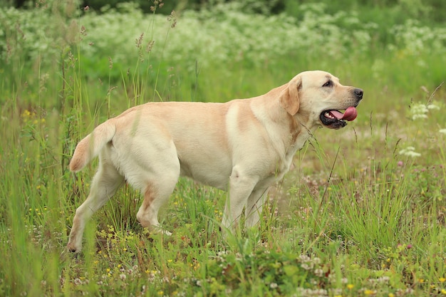 Labrador dorato che cammina in un parco