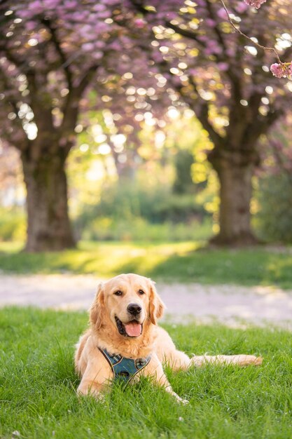 Labrador in natura Coprire il cane in natura Fioritura sakura sullo sfondo siede un cane Retriever su