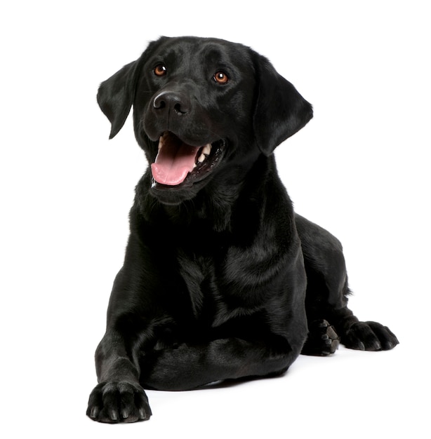 Labrador nero