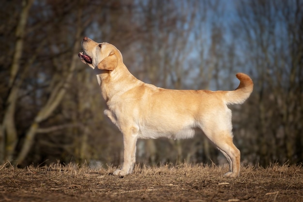 Labrador Retriever cane nella foresta Simpatico cane in posa in natura