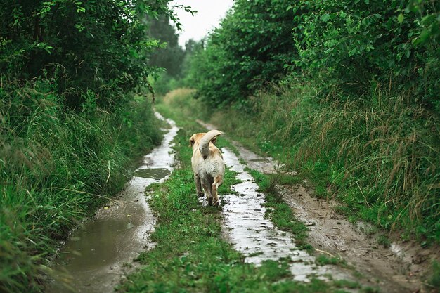 Labrador Retriever che cammina lungo il sentiero nella natura