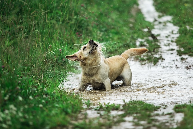 Labrador Retriever che gioca nella pozzanghera in campagna