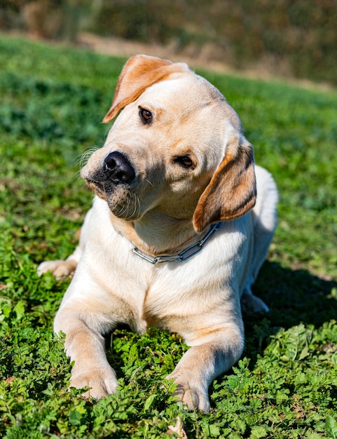 Labrador retriever che resta per un addestramento all'obbedienza