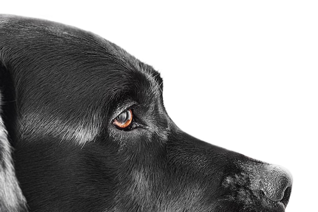 Labrador retriever da vicino su sfondo bianco isolato Pet cane adulto foto studio