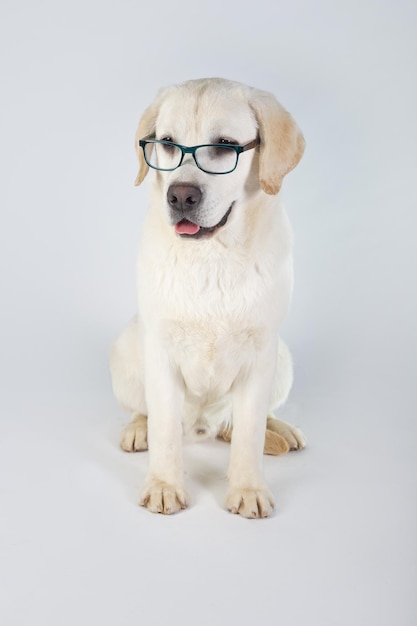 Labrador retriever di razza pura con gli occhiali