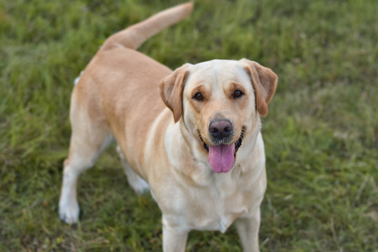Foto labrador retriever dorato allegro che gioca con l&#39;ospite