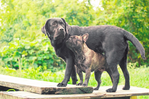 Labrador retriever e bulldog francese su sfondo verde Due cani di razza si trovano sul podio