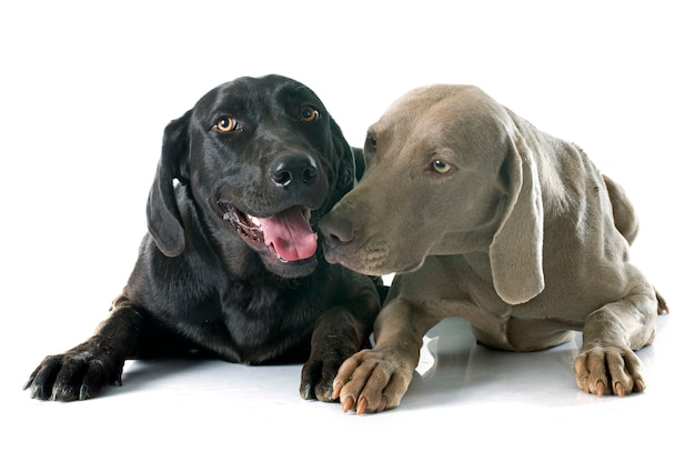 Labrador retriever e weimaraner