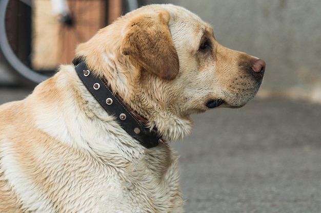 Labrador retriever giace sul marciapiede Cane con la lingua fuori Il cane è tristemente a riposo