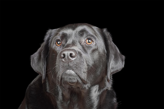 Labrador retriever nero che guarda il ritratto di un cane adulto su uno sfondo nero Un animale domestico un animale