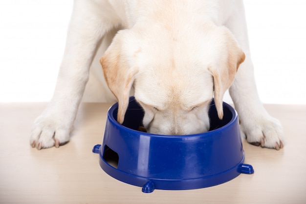 Labrador retriever sta mangiando dalla sua ciotola del cane.