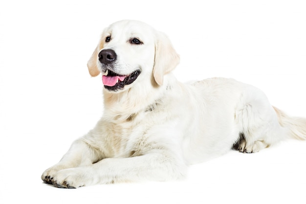 Labrador Retriever su uno sfondo bianco