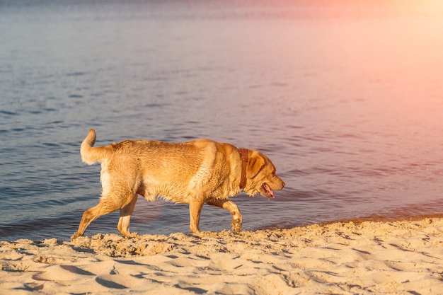 Labrador retriever sul bagliore del sole della spiaggia