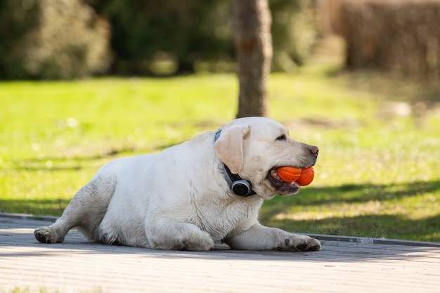 labrador retriever