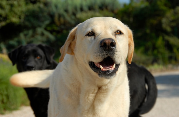 labrador retriever