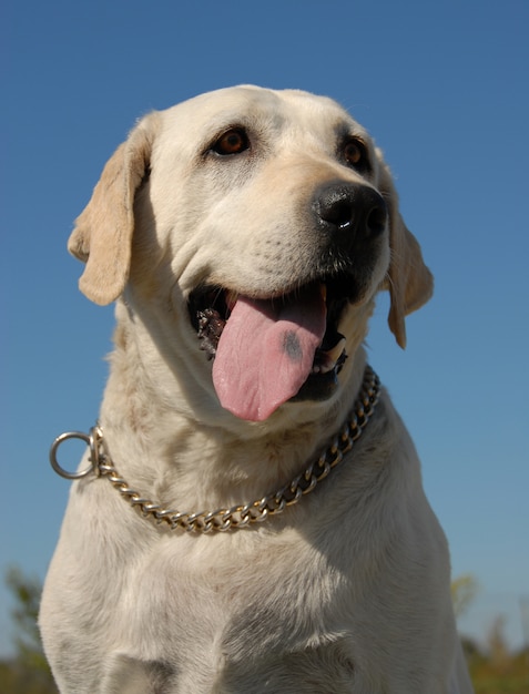 labrador retriever